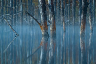 Water on the leaves of the tree
